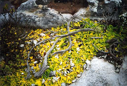 z Orchids lifting stones2[PSwart]